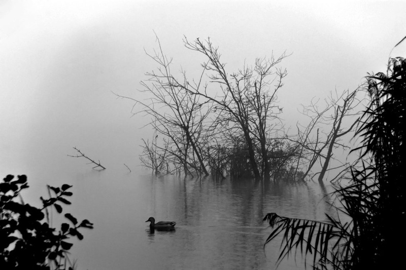 lost in fog by Velimir Bunjevčevič