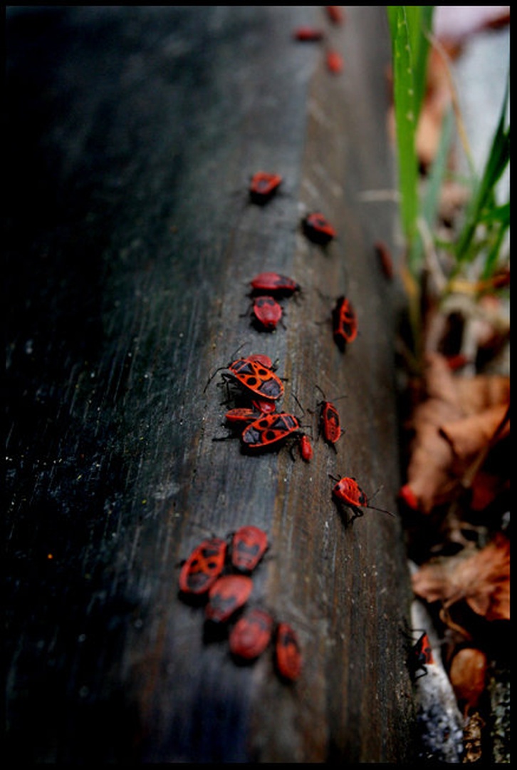 Rdeči škratec - Pyrrhocoris apterus by Miha Horvat