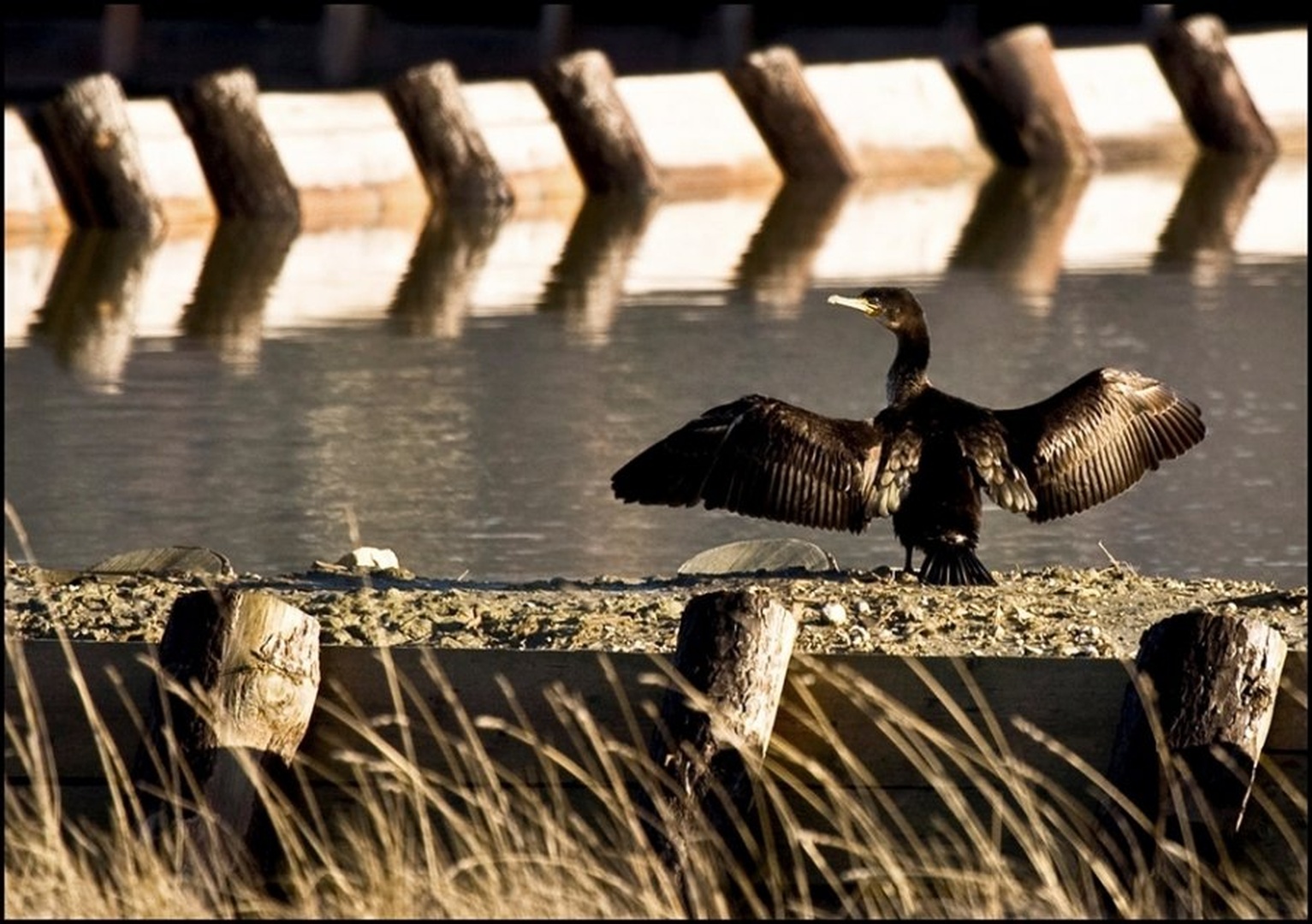 Veliki kormoran by Ivo Gregorič
