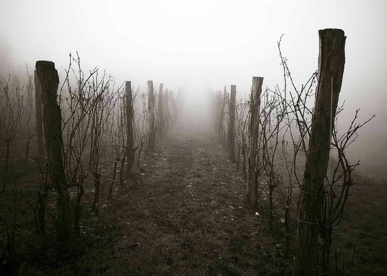 Fog II by Ivo Gregorič
