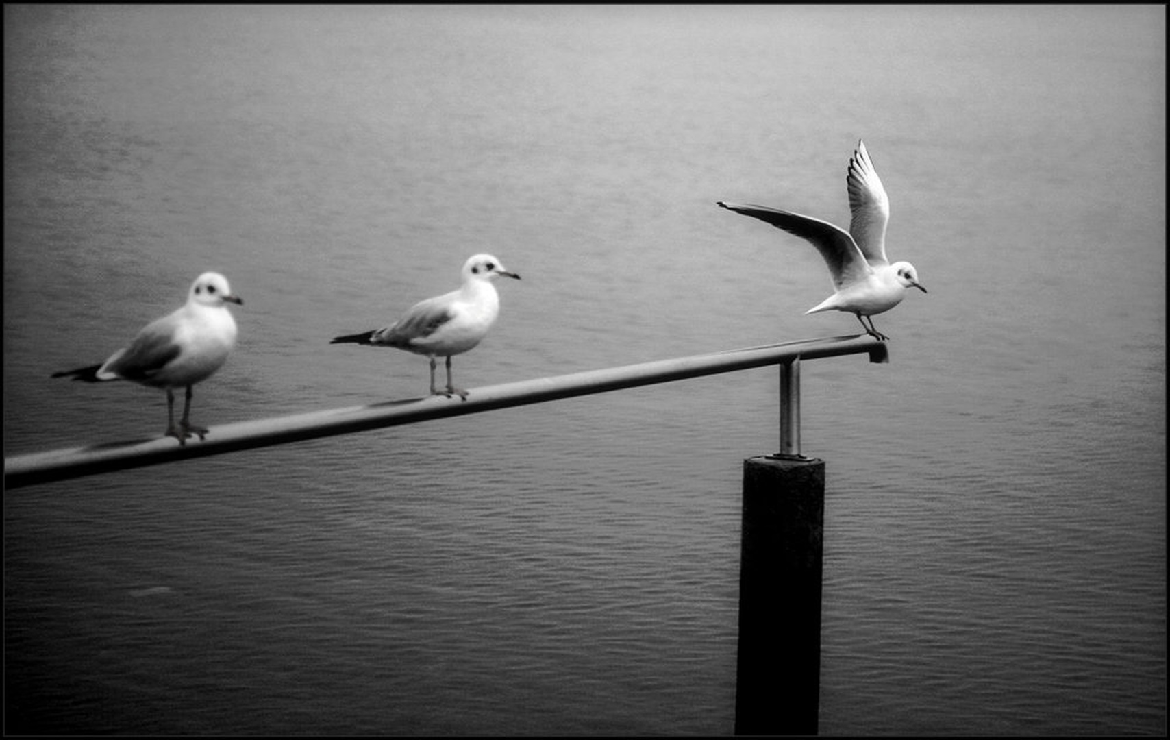 Wings by Ivo Gregorič