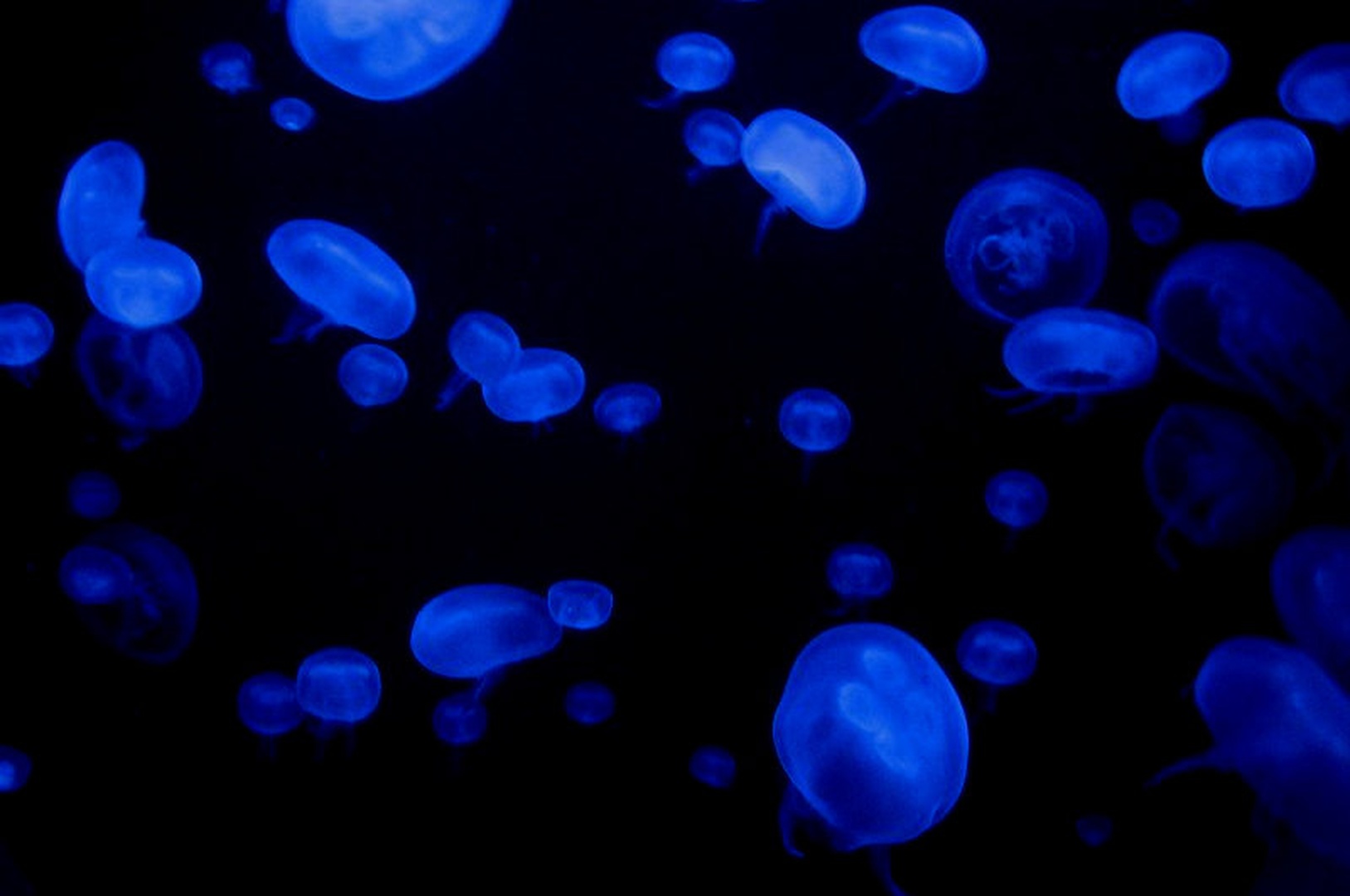 meduze by