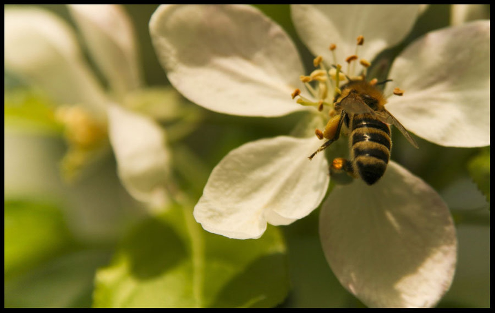 Bee by Rok Kovac