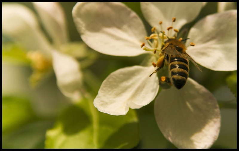 Bee by Rok Kovac
