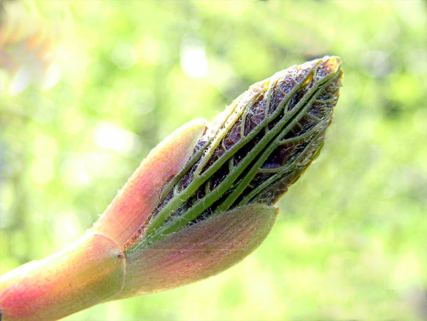 BIO-dildo by