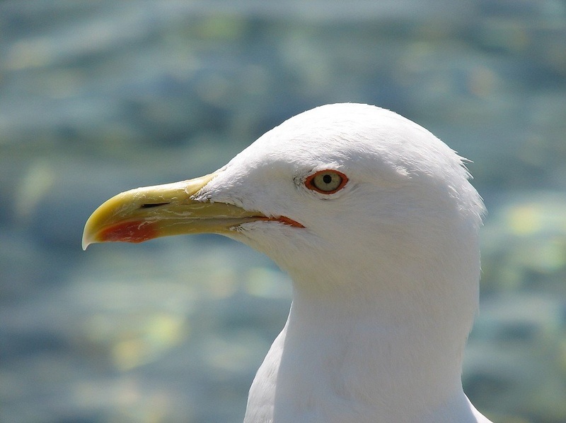 Galeb by Primoz Sfiligoj