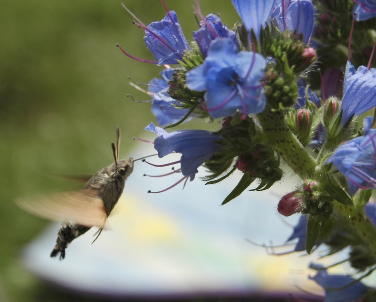 Wannabe Hummingbird by Primoz Sfiligoj