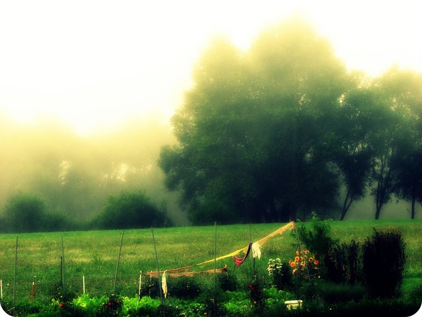 Early morning by