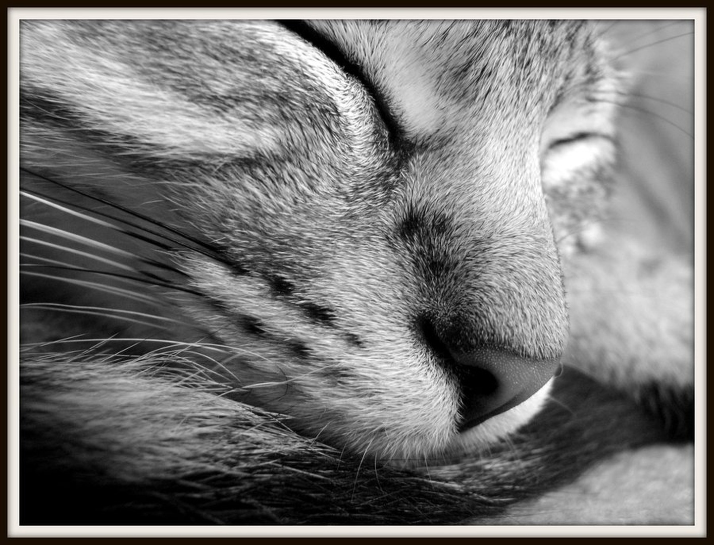 Beauty Sleep by