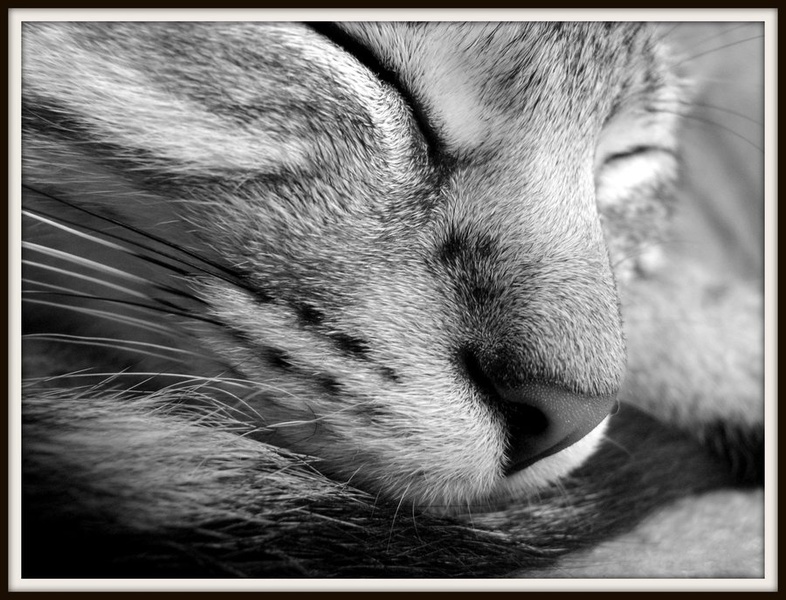 Beauty Sleep by Gia
