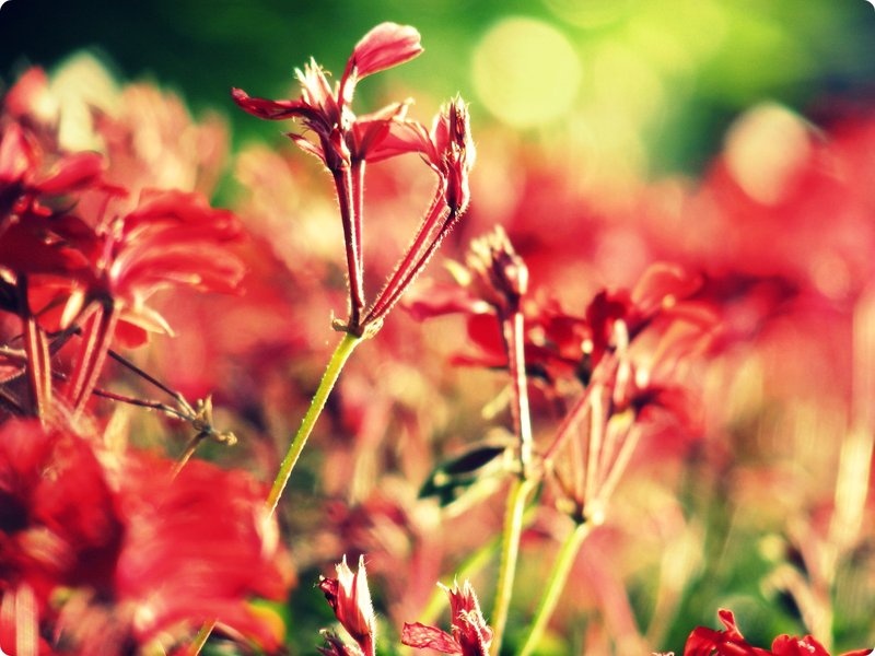 Balcony flowers by Gia