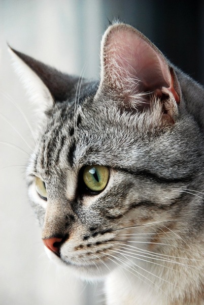 A cat is an example of sophistication minus civilization by Gia