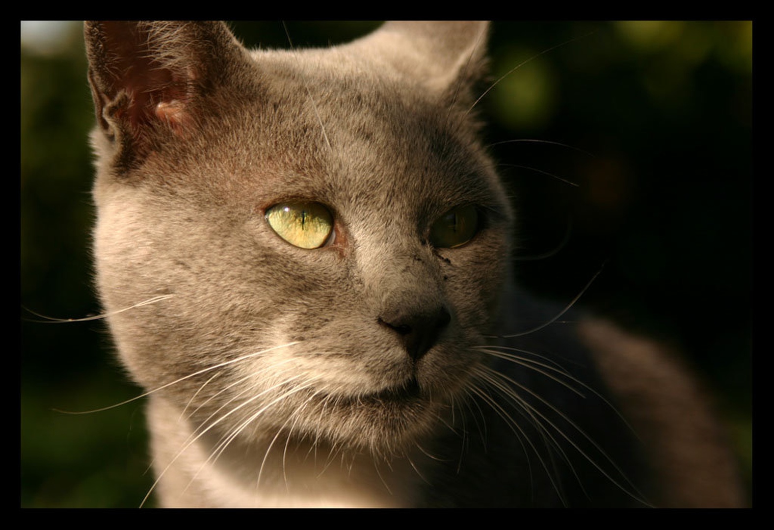 Meooowww by Martina Kofol