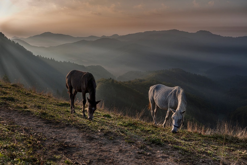jutranja paša by Bor