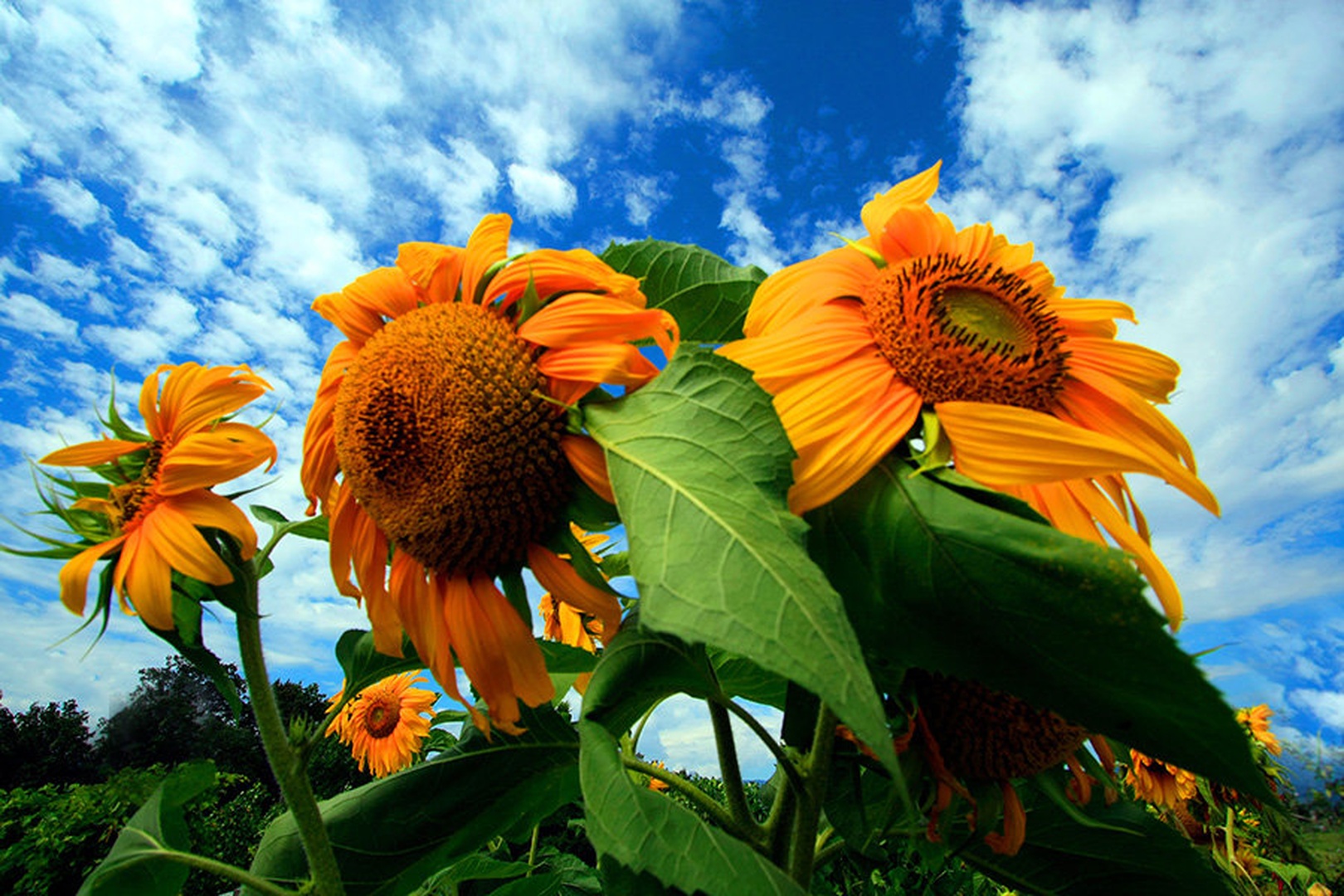 sunflower's by Bor