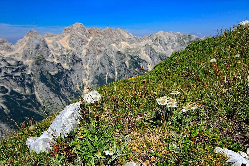v najboljši družbi by Bor