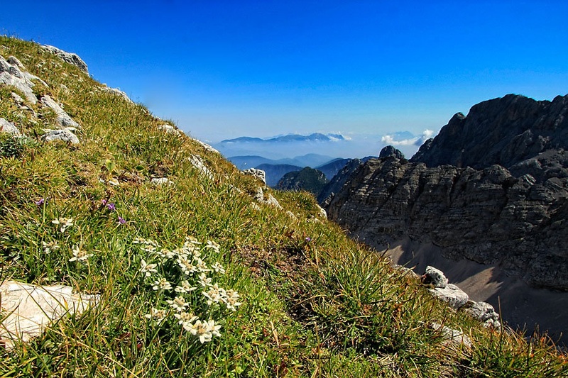 planik šopek by Bor