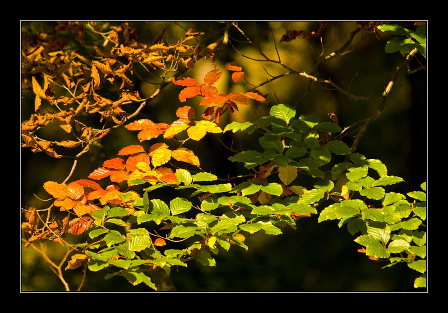united colors by Bor