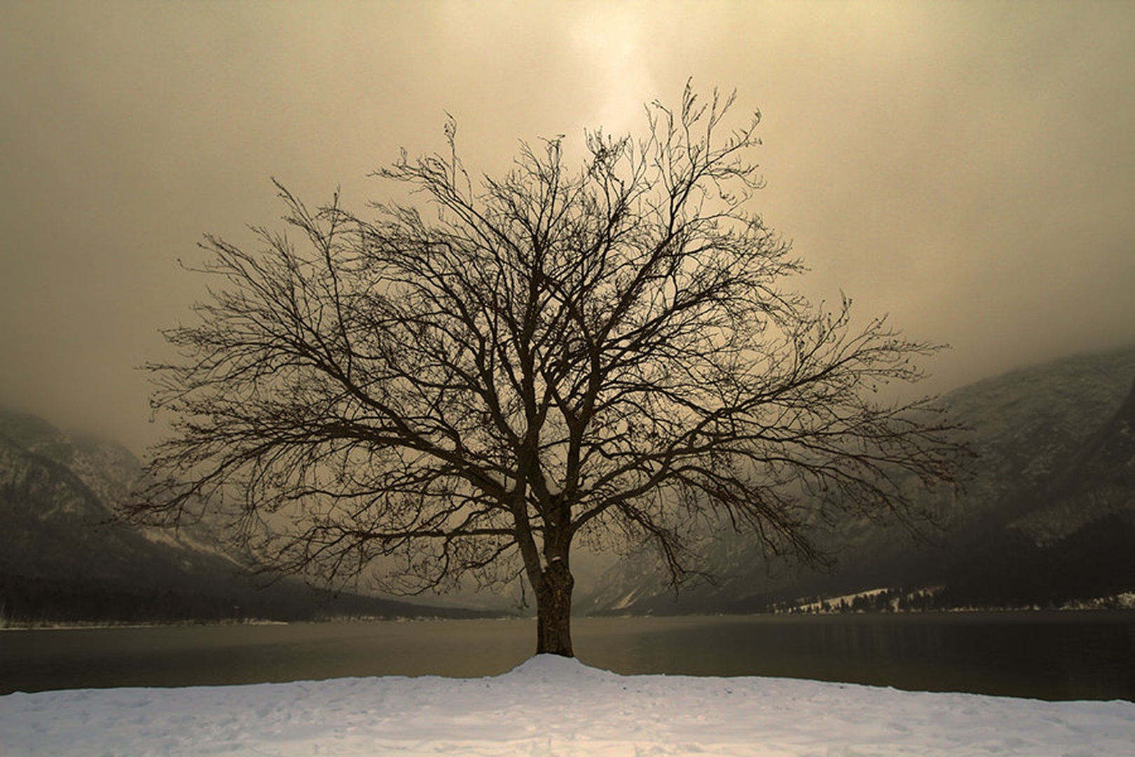 holly tree by Bor