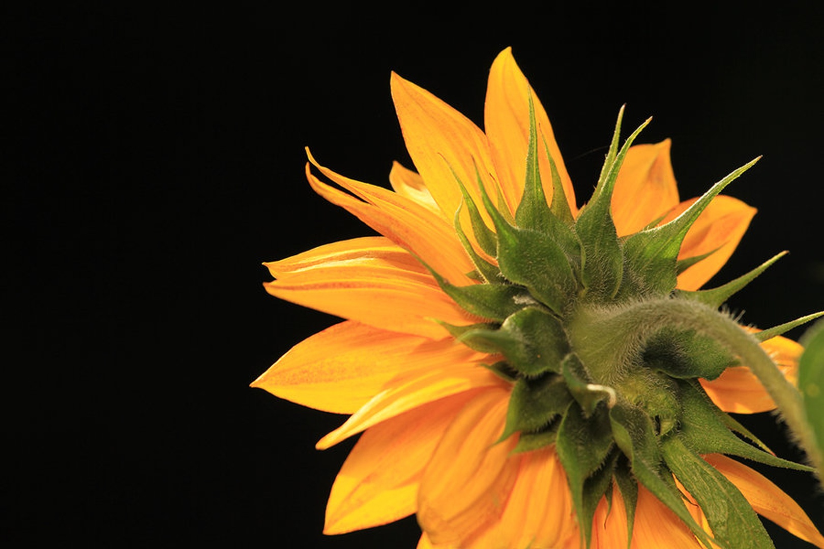 sunflower by Bor