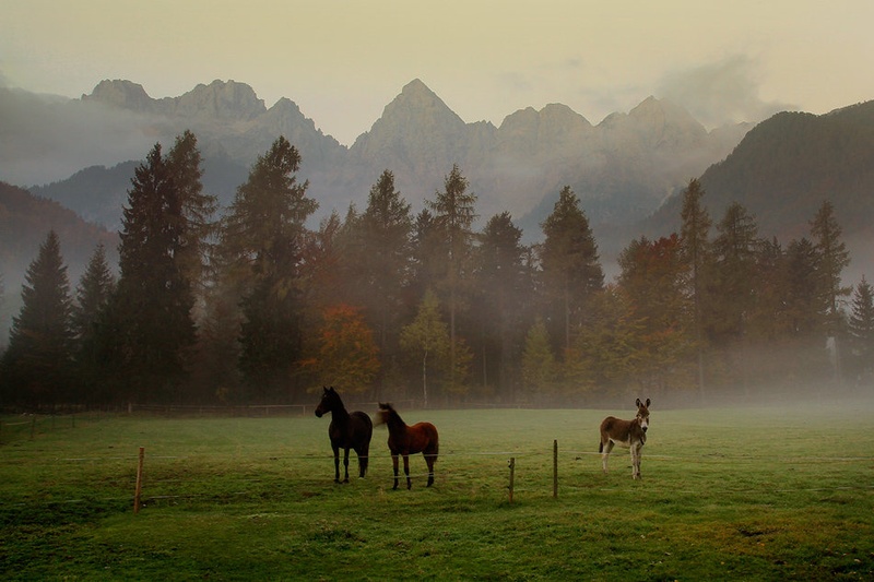 dobro jutro by Bor