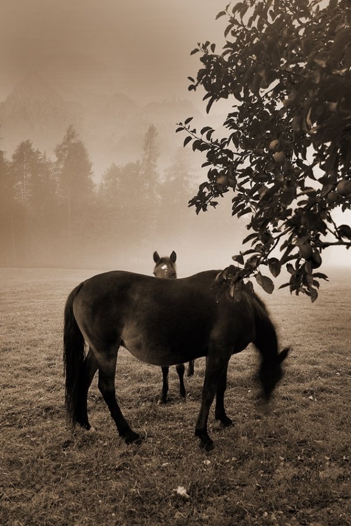 psssssssst by Bor