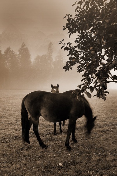 psssssssst by Bor