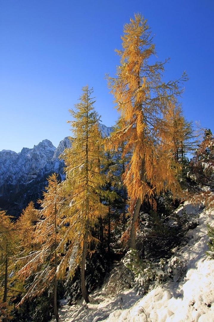 goldi by Bor