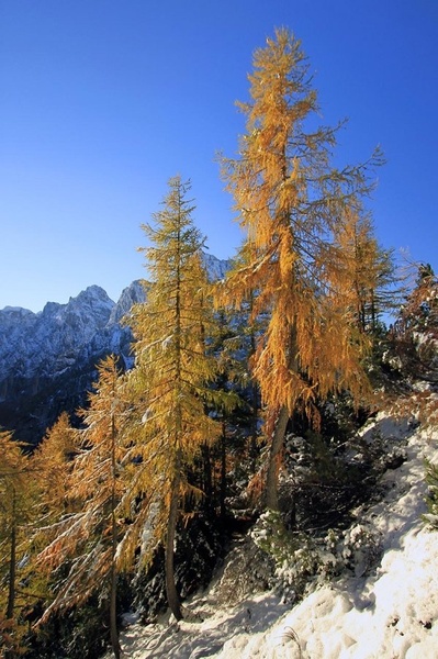 goldi by Bor