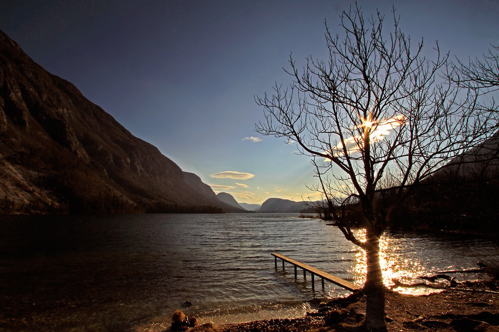 holly tree by Bor