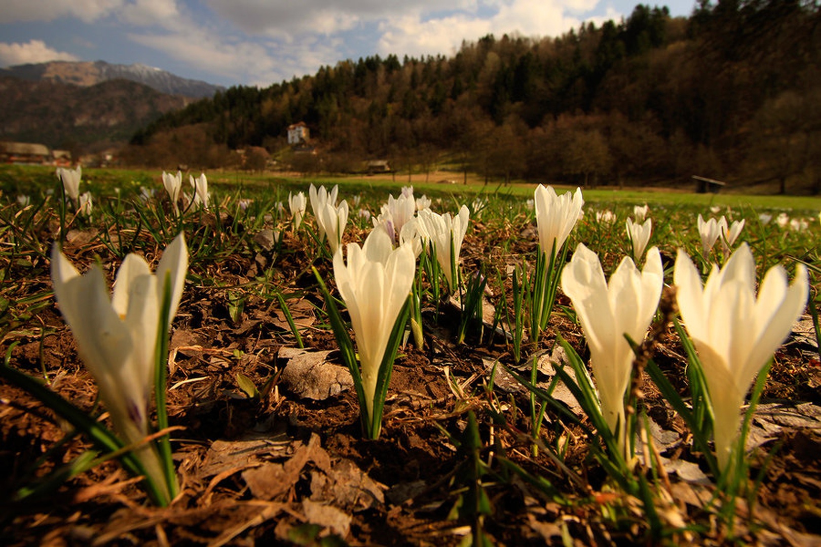pod Begunščico by Bor