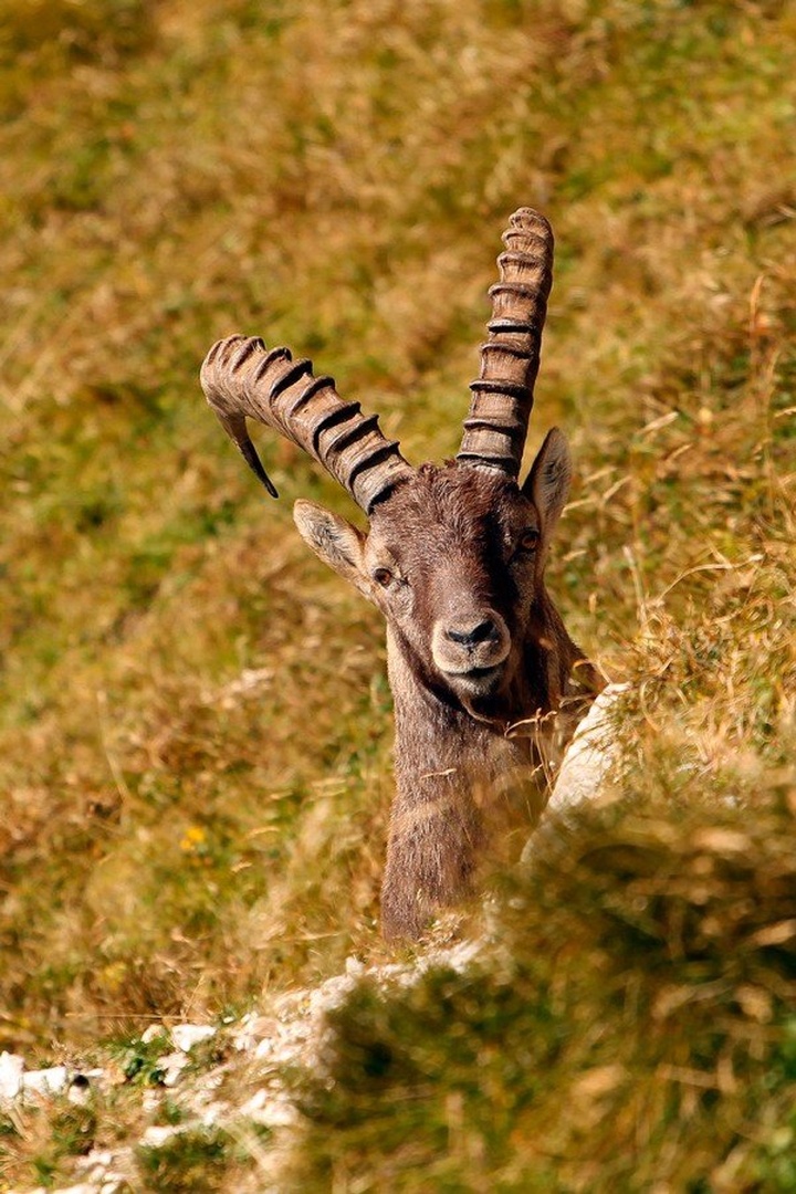 what?!?!? by Bor