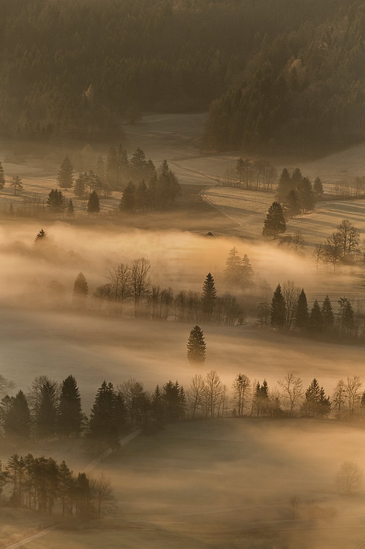 nov dan No.5 by Bor