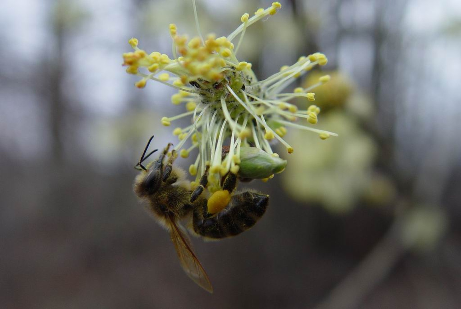 Bzzzz bzzzzz by