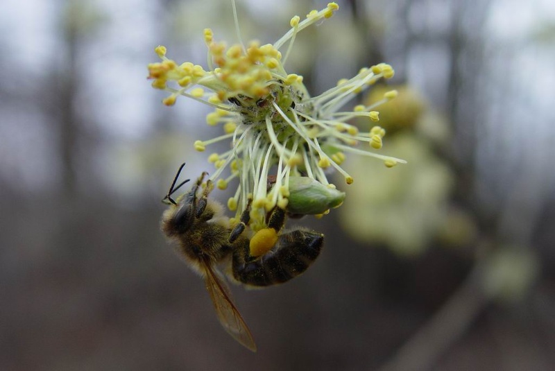 Bzzzz bzzzzz by jani