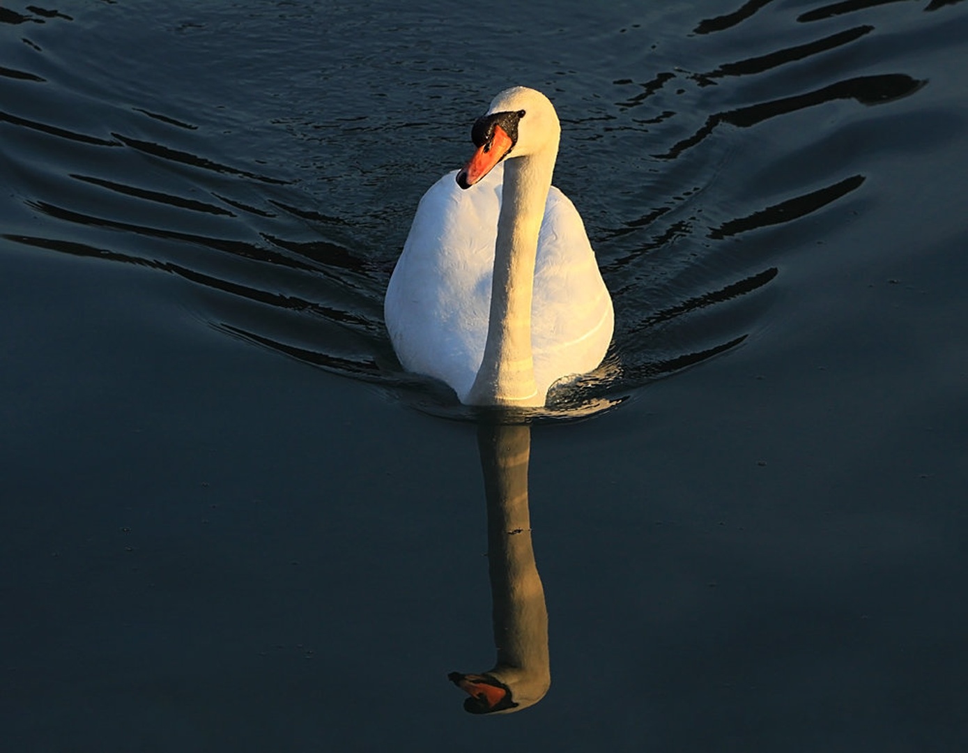 Labod by Lovro