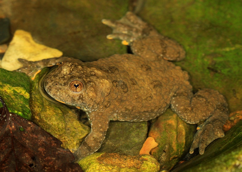 Bufo bufo by Lovro