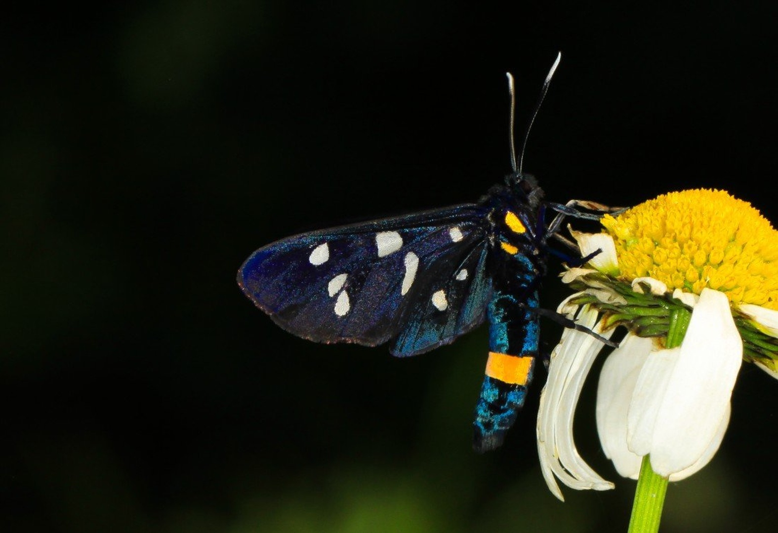 butterfly bird by Lovro