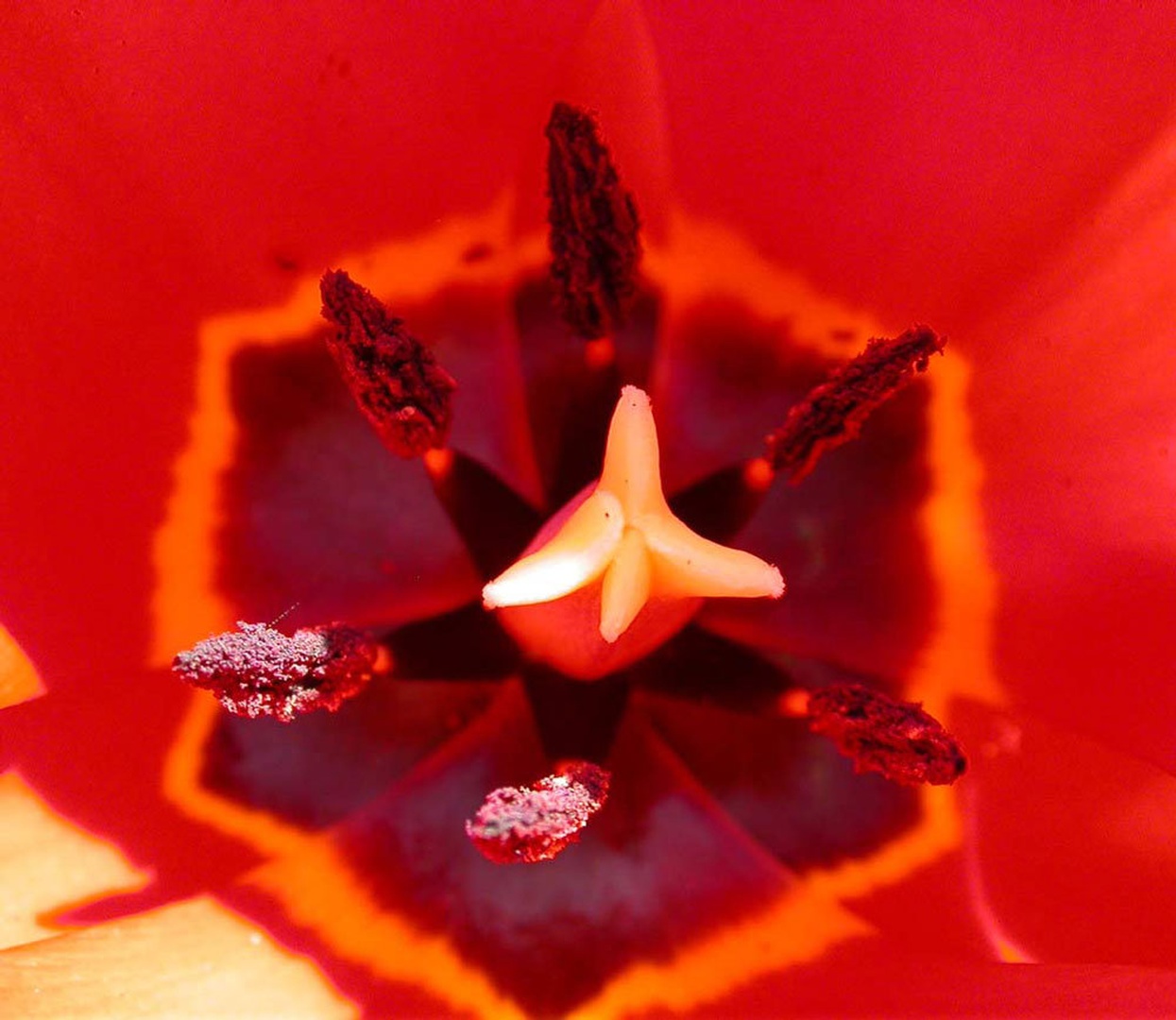 tulipan malo drugače by