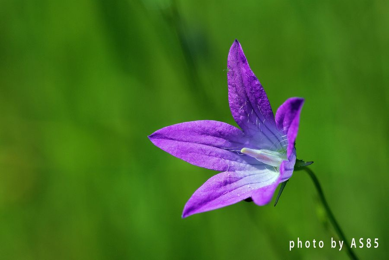 just another flower by