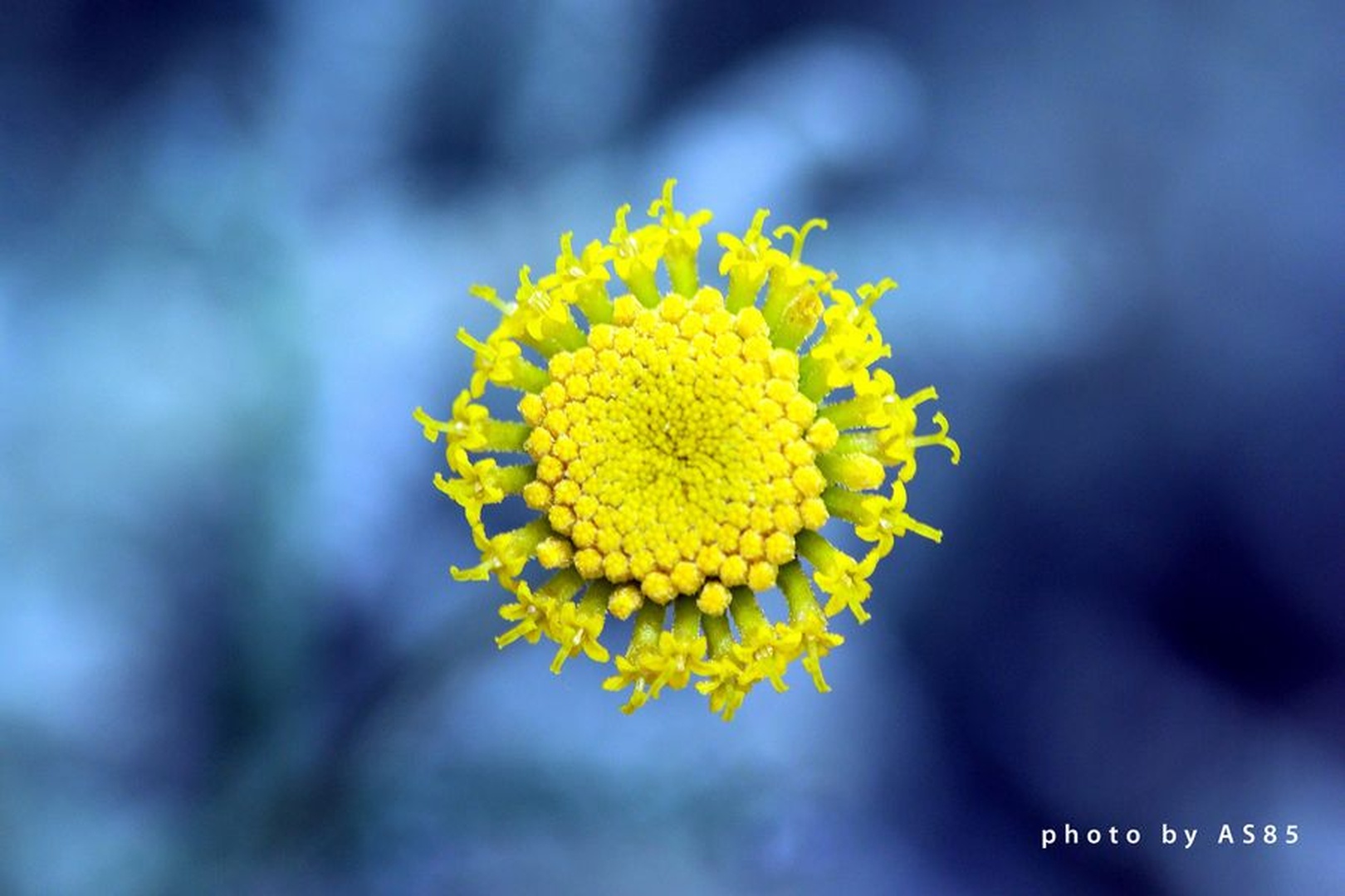 sunny flower by