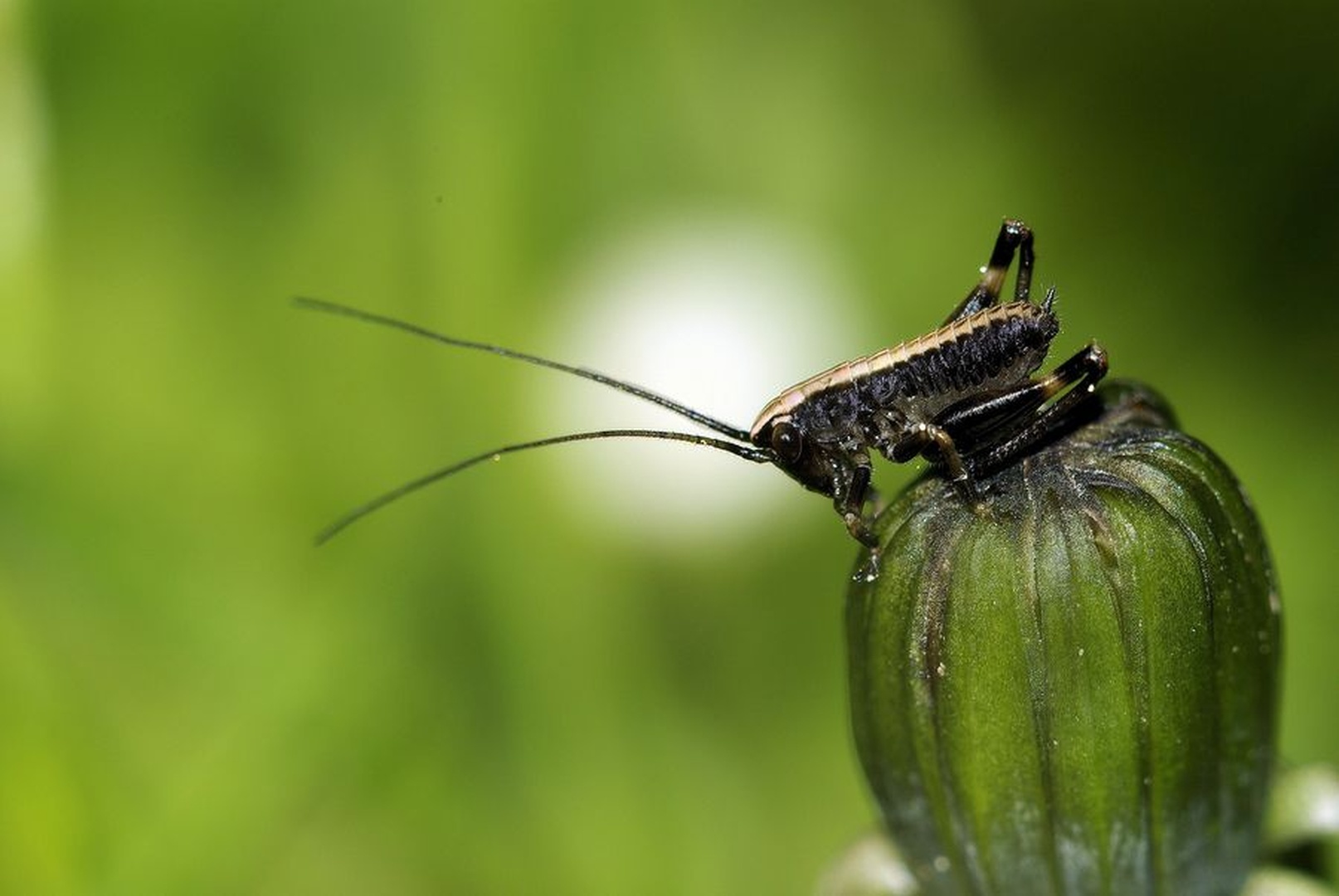 small grasshopper by