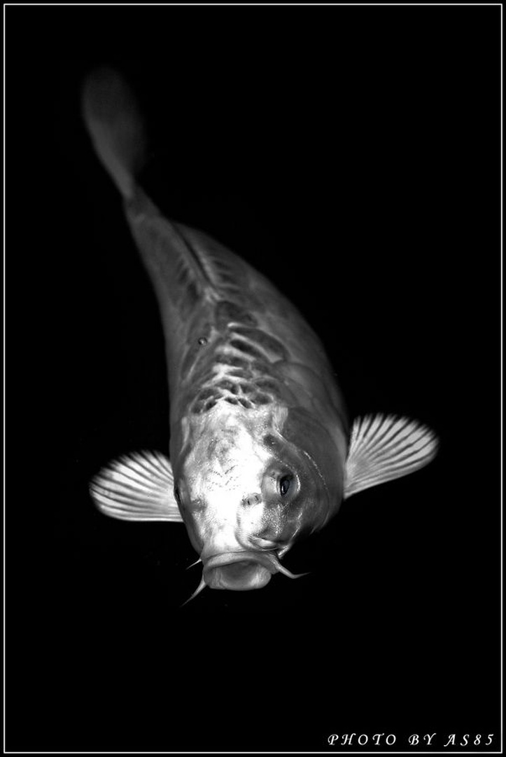 fish from 60`s by