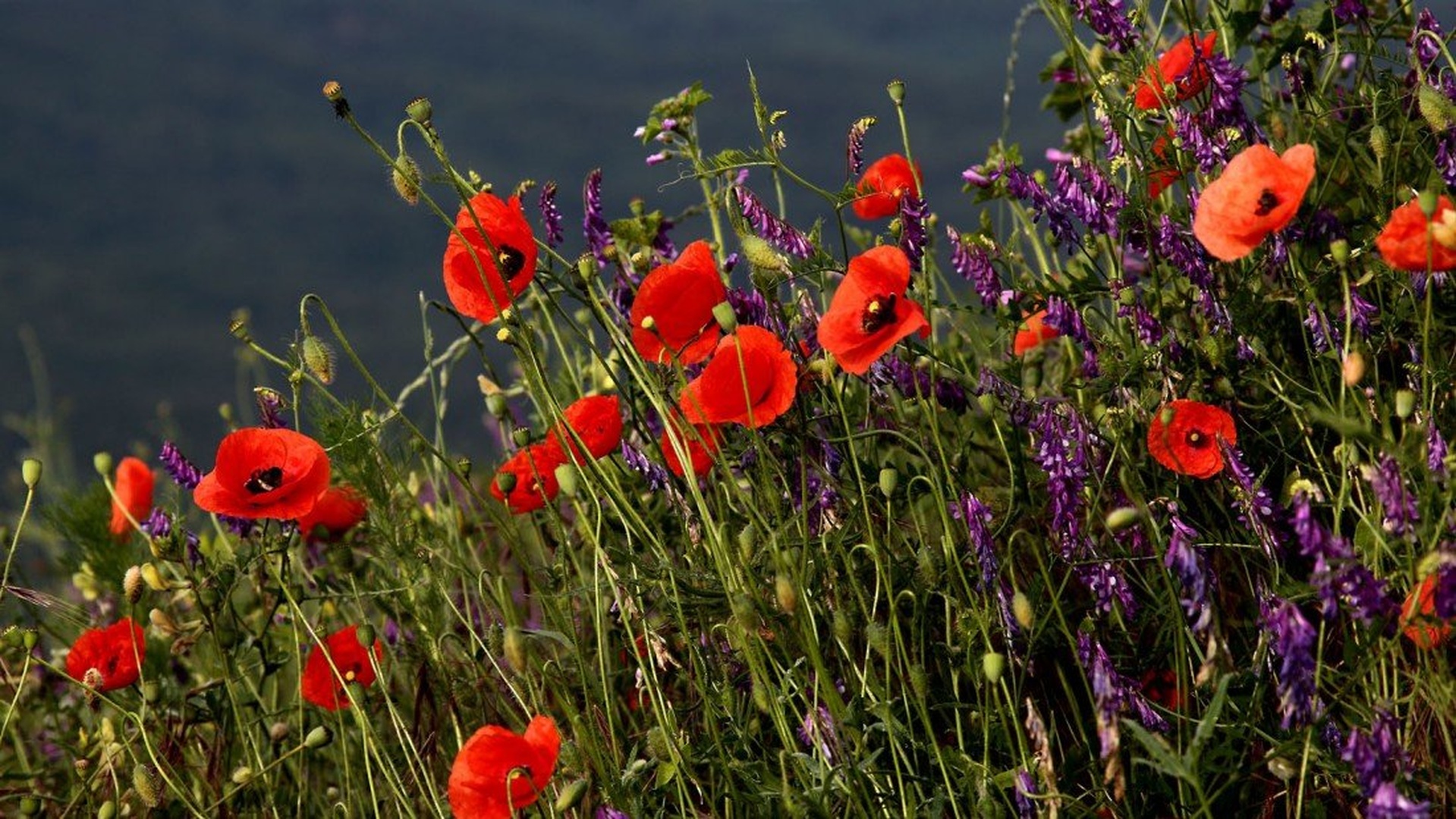 United colours of Nature IV by