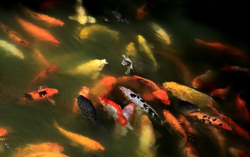 Zlate ribice in želva by Marjetica