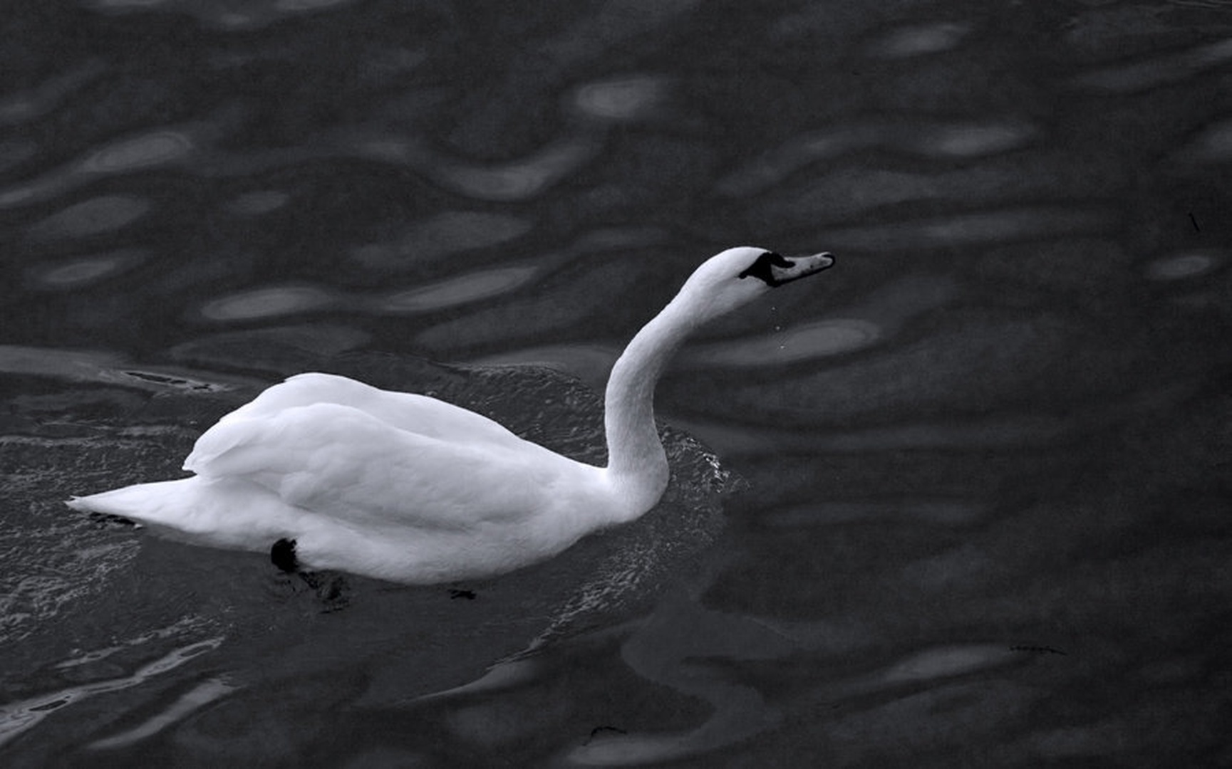 Na Dravi.... by