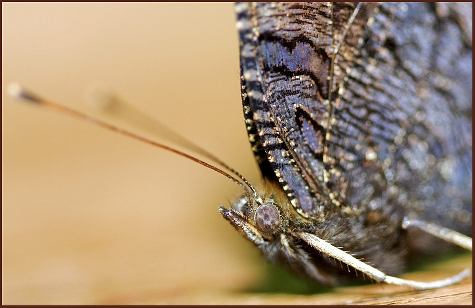 Pritepenec by