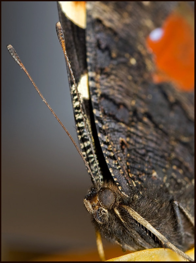 Pritepenec II by