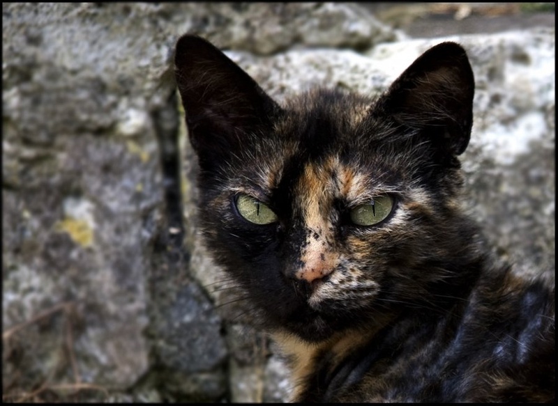 Mucka iz Sorana by Marjetica