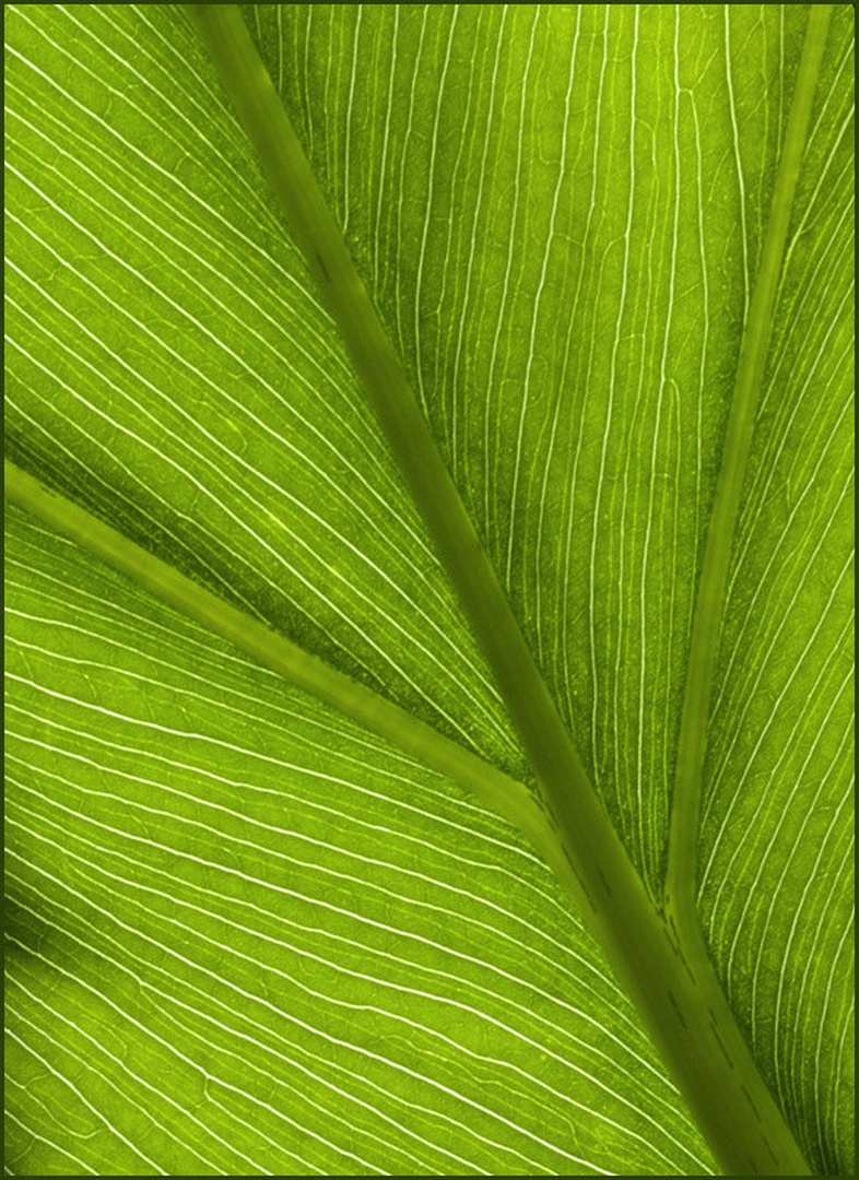 Filodendron by